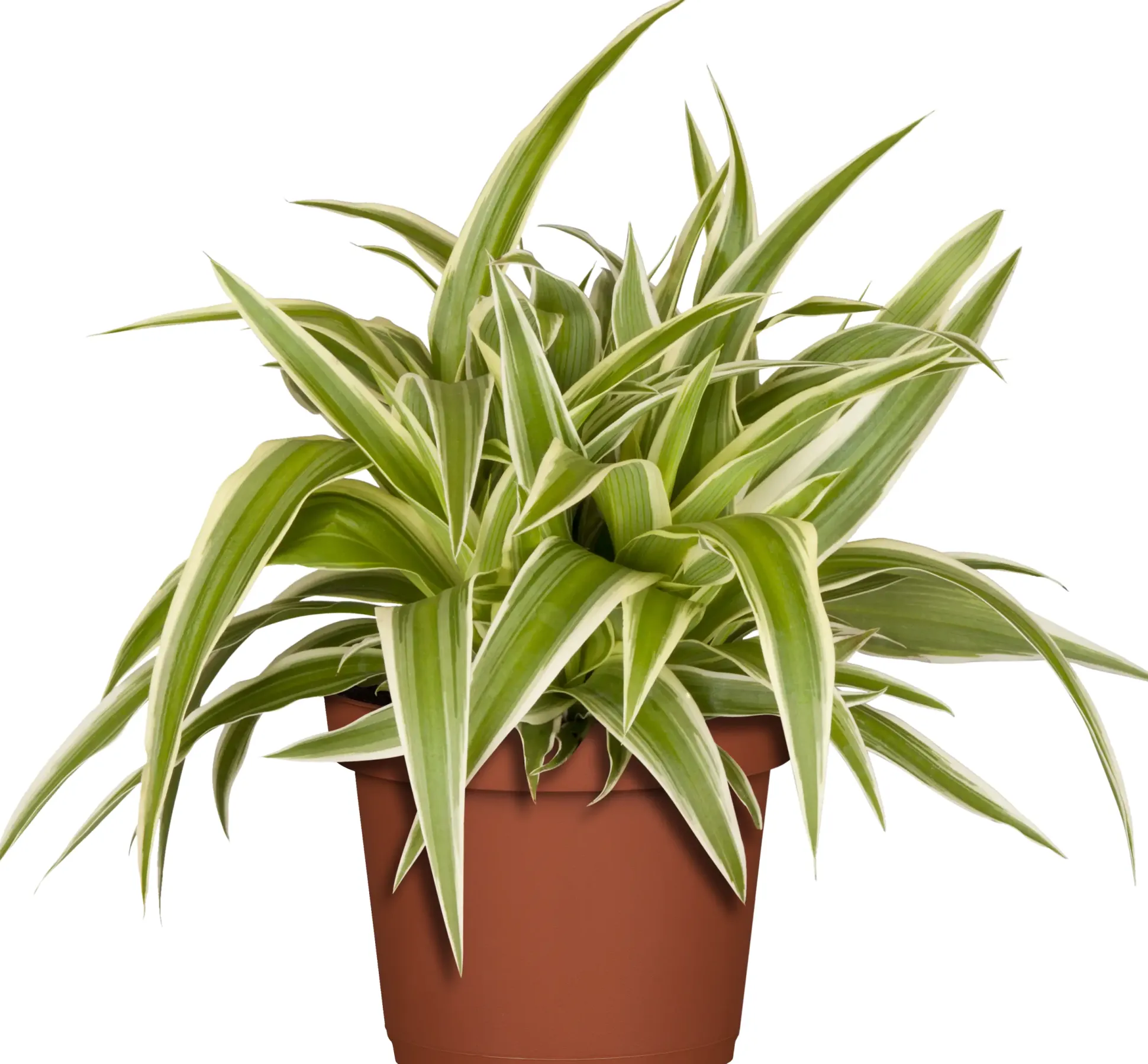 Grünlilie Chlorophytum H ca. 15 cm 7 cm Topf