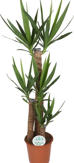 Grünpflanzen-Mix H 120 cm, 24 cm Topf