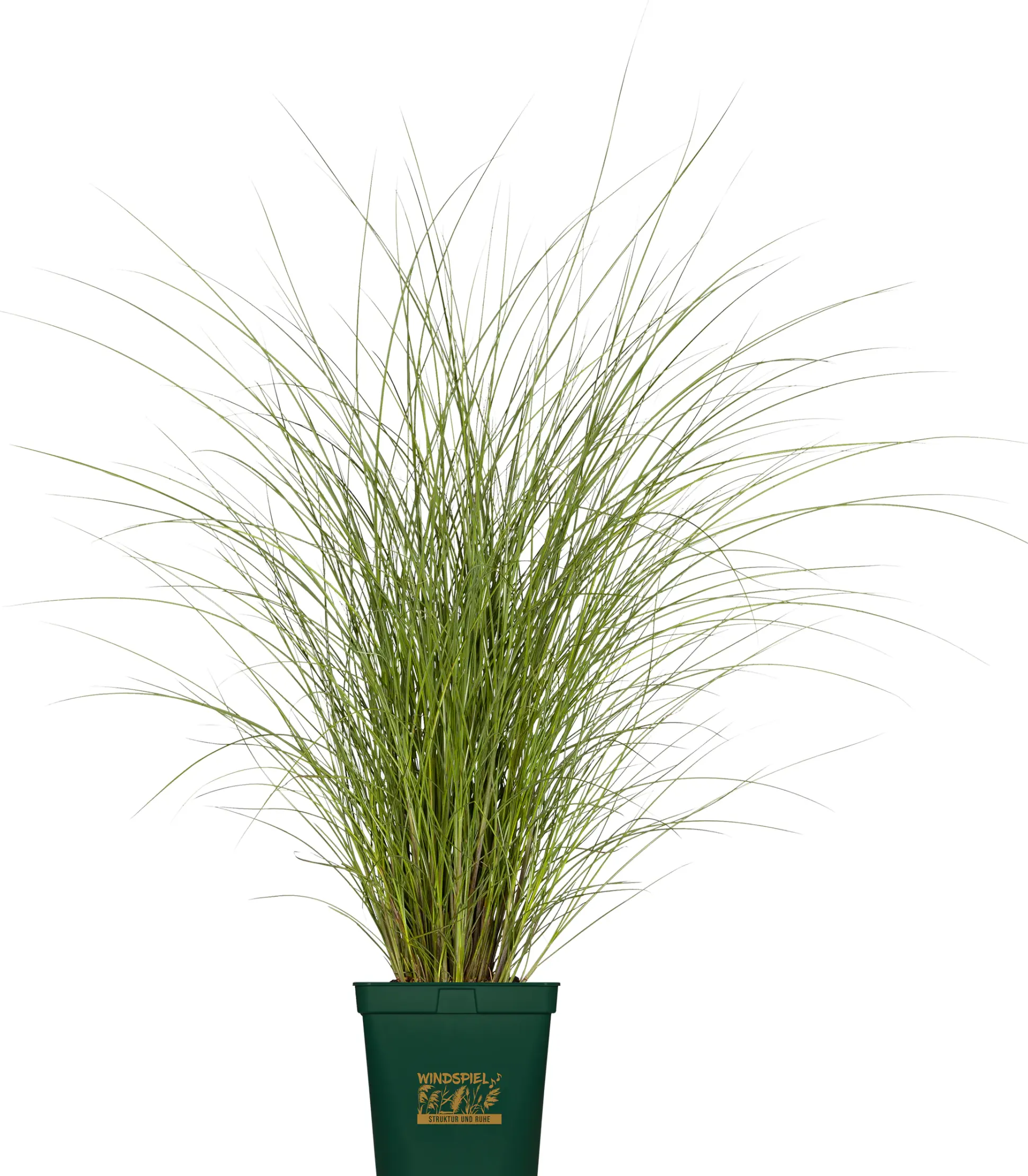 Gräser Windspiel 23 cm Topf