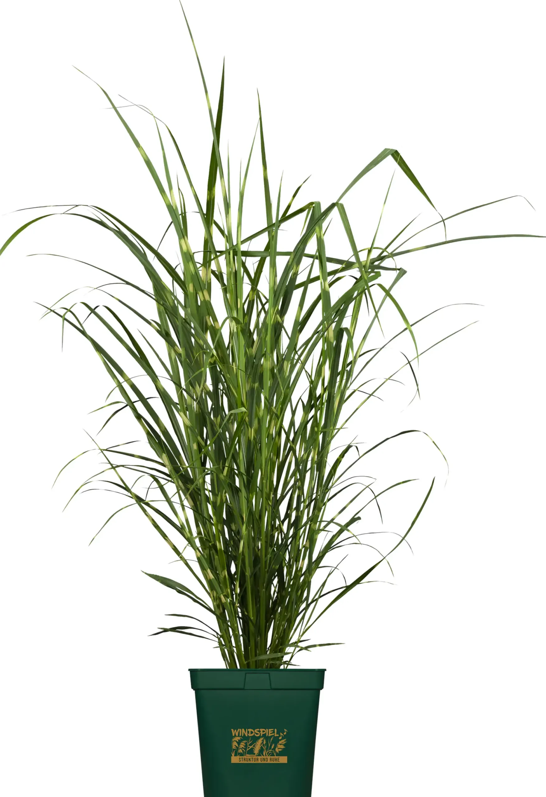 Gräser Windspiel 23 cm Topf