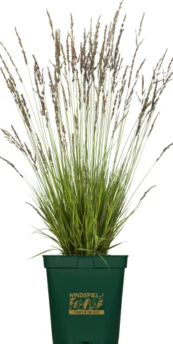 Gräser Windspiel 23 cm Topf