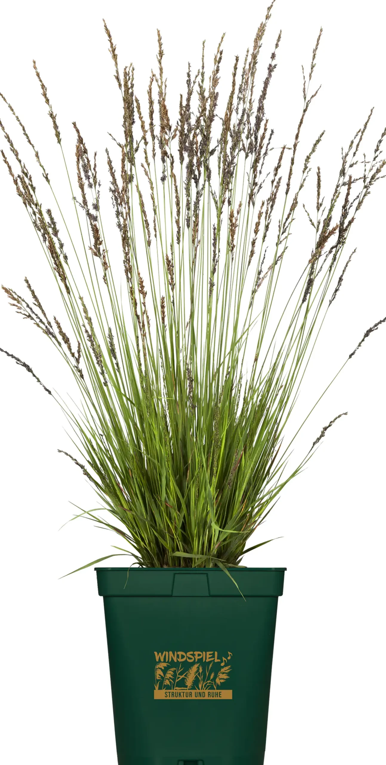 Gräser Windspiel 23 cm Topf