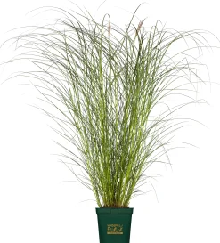 Gräser Windspiel 23 cm Topf