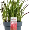 Gräser-Mix diverse Sorten im 19 cm Topf