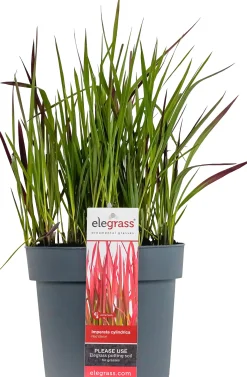 Gräser-Mix diverse Sorten im 19 cm Topf