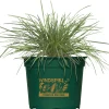 Gräsermix Windspiel 17 cm Topf