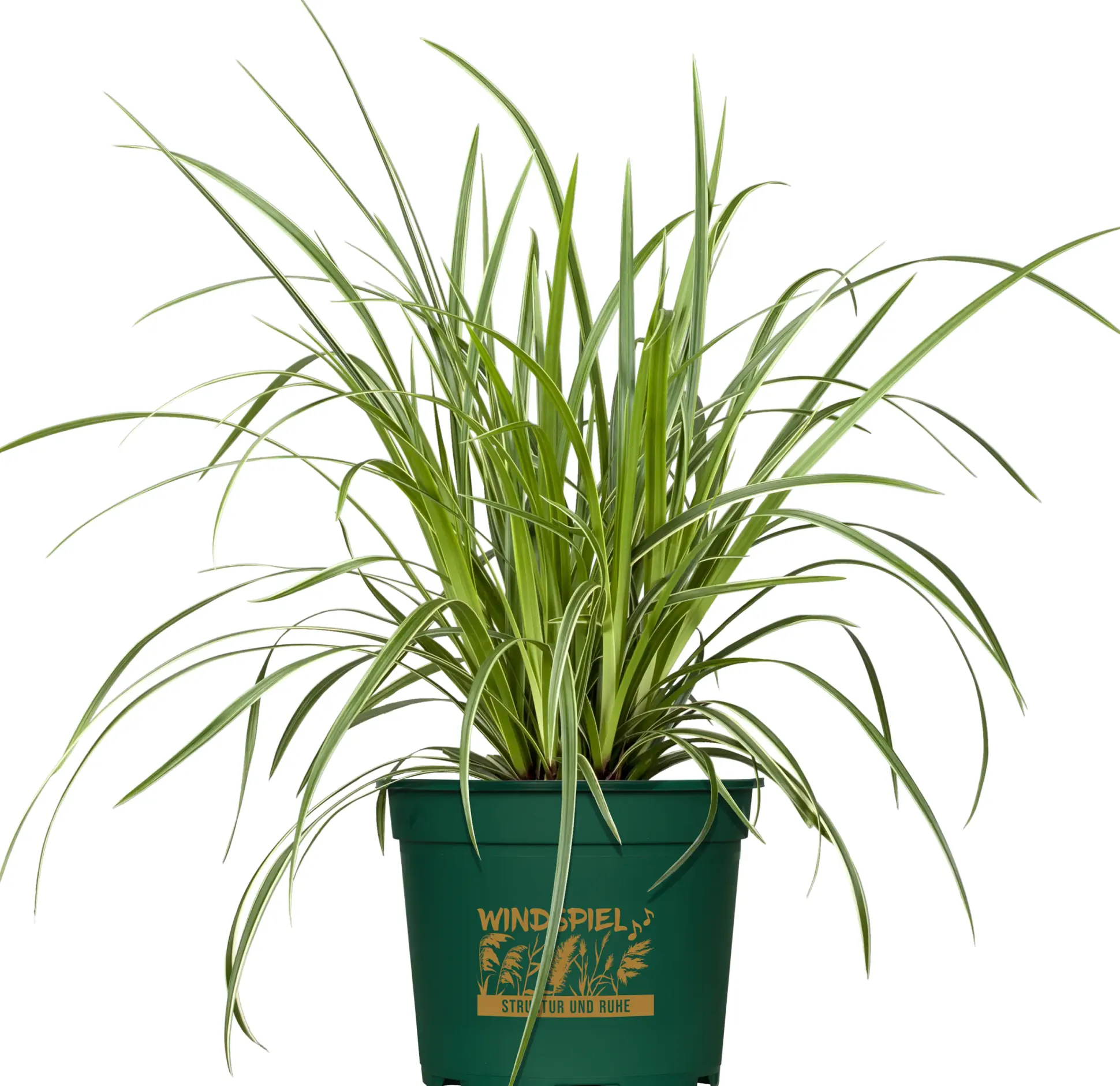 Gräsermix Windspiel 17 cm Topf