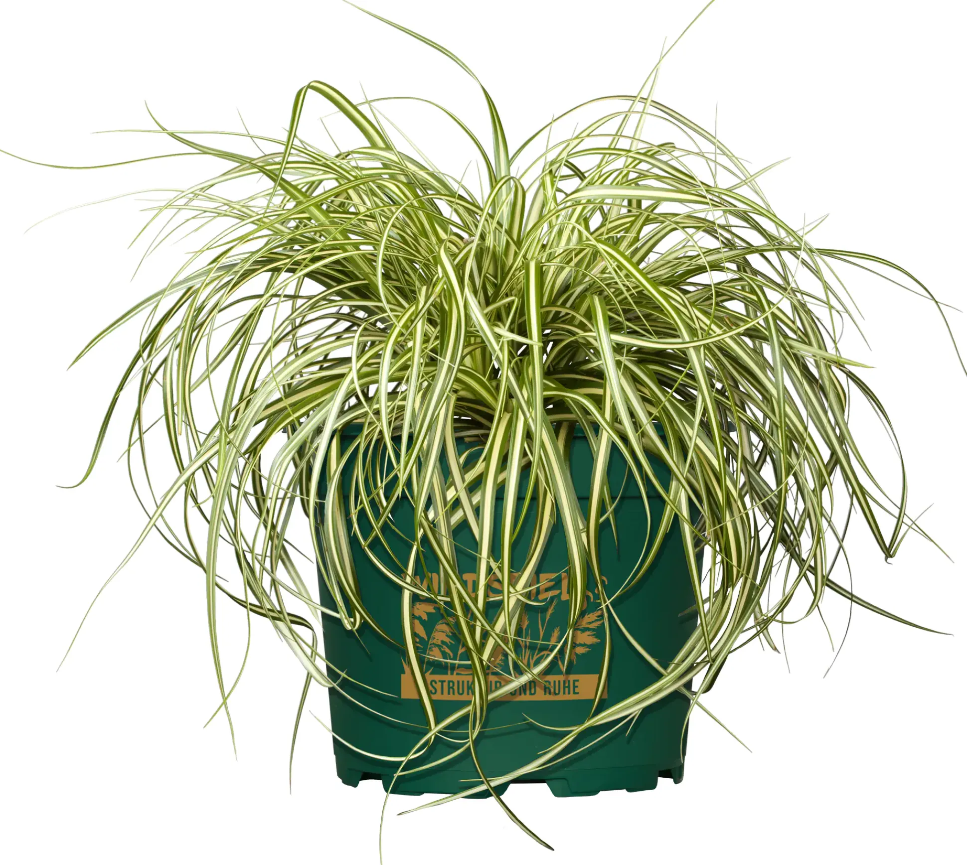 Gräsermix Windspiel 17 cm Topf