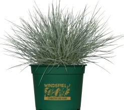 Gräsermix Windspiel 17 cm Topf