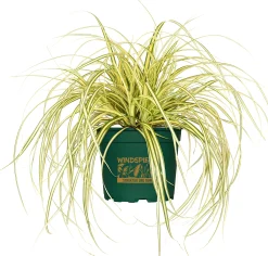 Gräsermix Windspiel 17 cm Topf