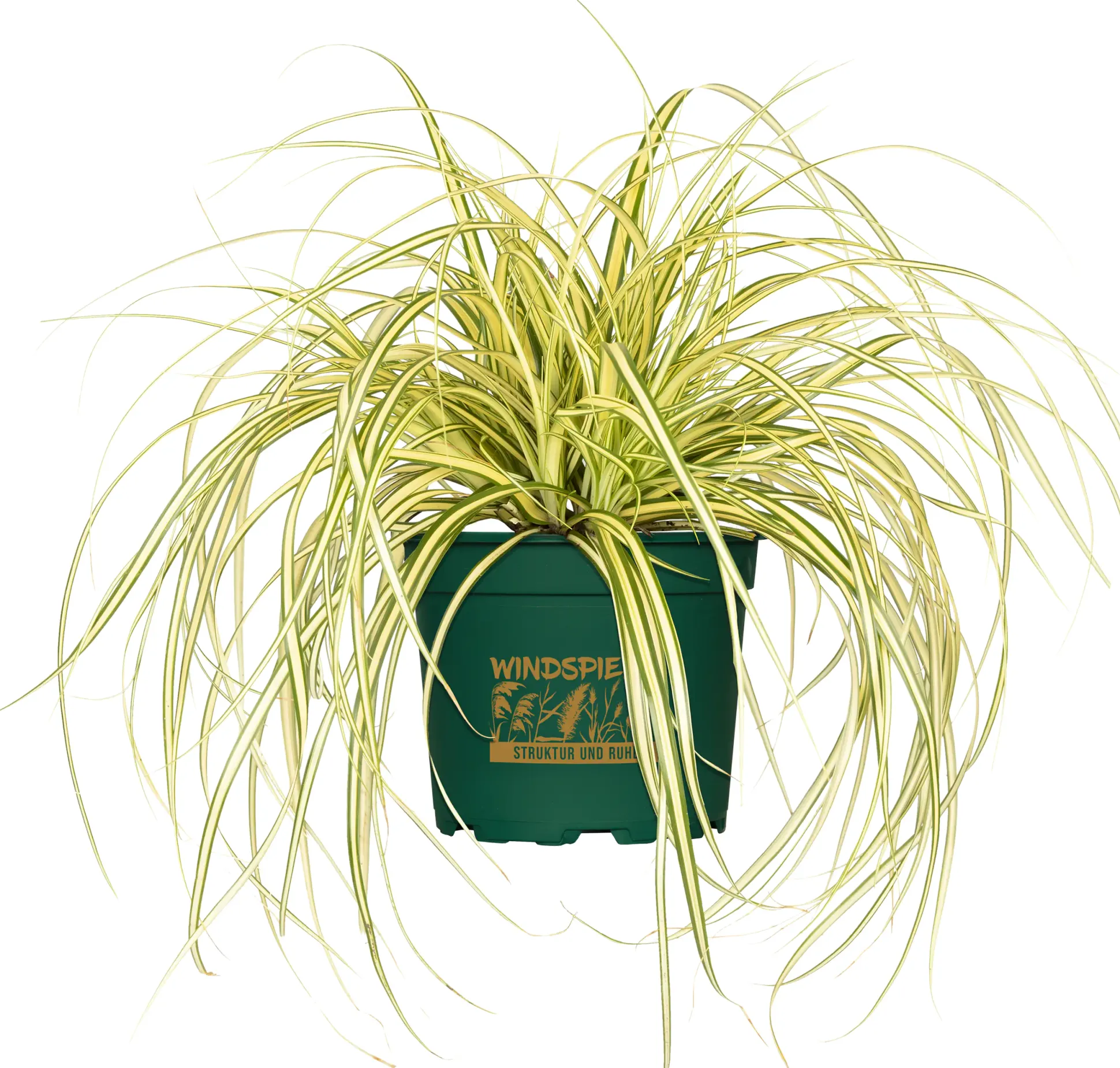 Gräsermix Windspiel 17 cm Topf