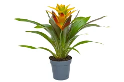 Guzmanie Soledo gelb H ca. 45 cm 13 cm Topf
