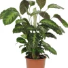 HAMIPLANT Korbmarante Calathea im 17 cm Topf