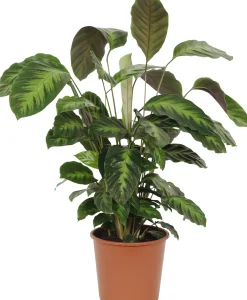 HAMIPLANT Korbmarante Calathea im 17 cm Topf
