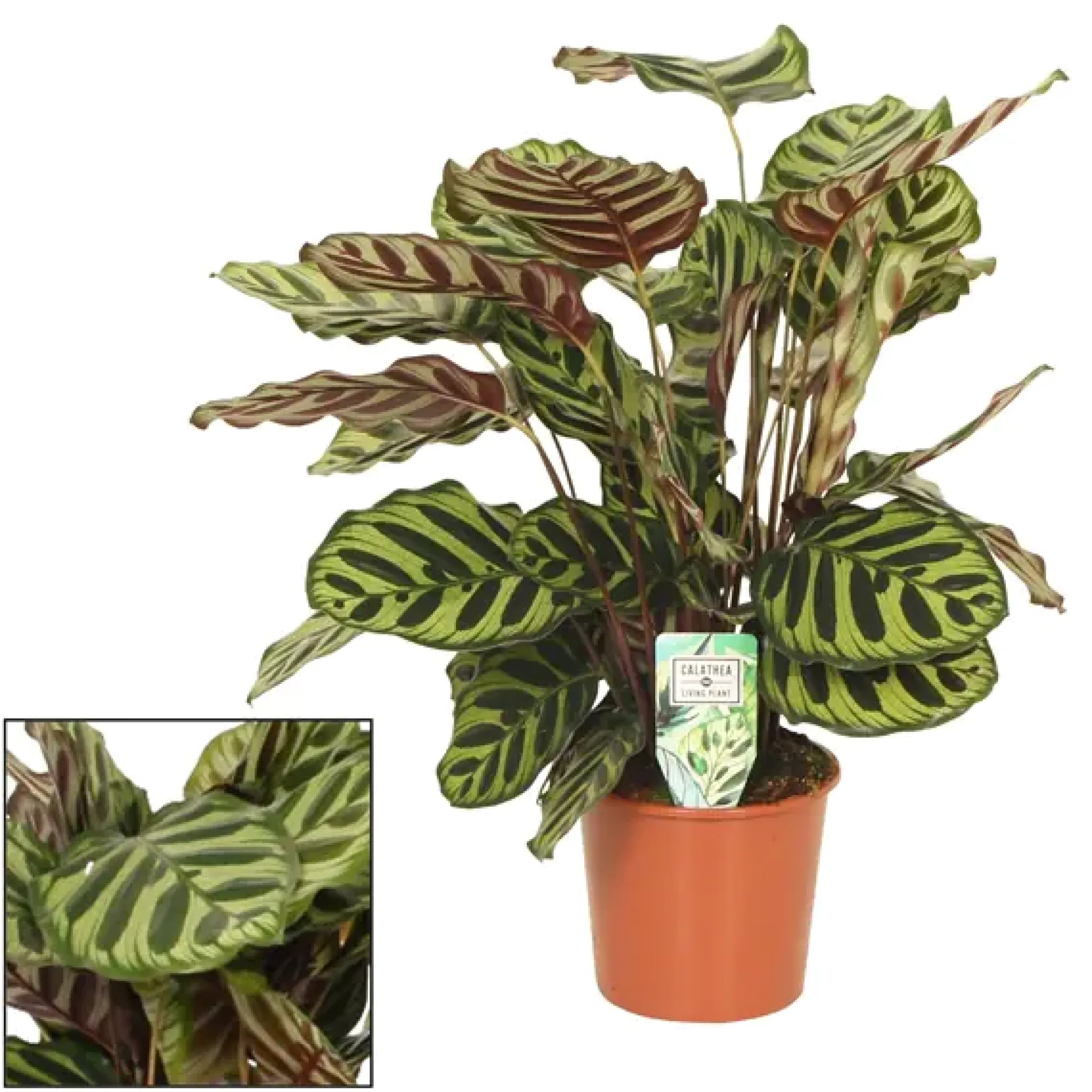 HAMIPLANT Korbmarante Calathea im 17 cm Topf