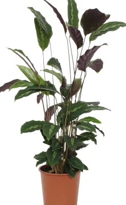 HAMIPLANT Korbmarante Calathea im 17 cm Topf