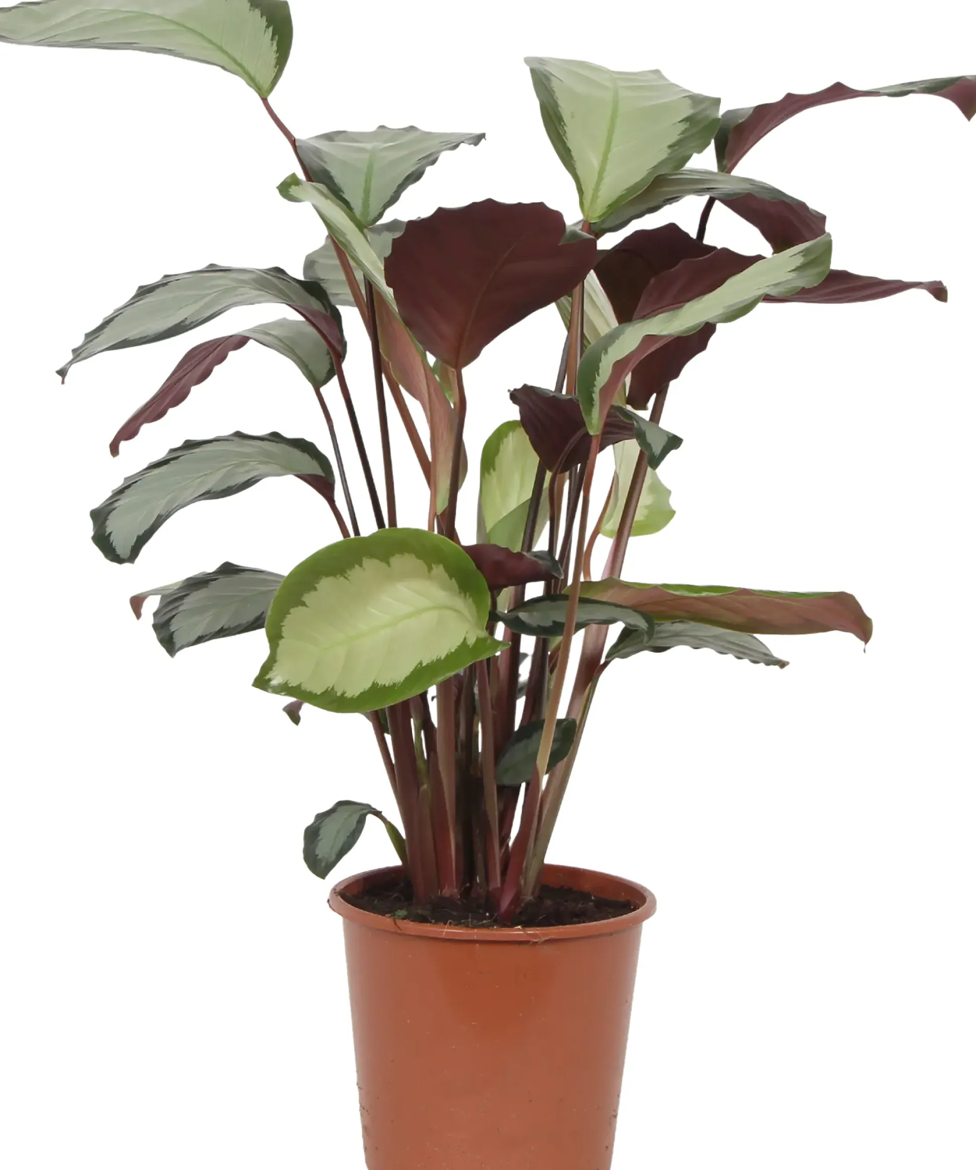 HAMIPLANT Korbmarante Calathea im 17 cm Topf