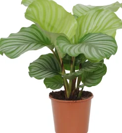 HAMIPLANT Korbmarante Calathea im 17 cm Topf