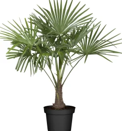 Hanfpalme Trachycarpus fortuneii H 80 - 90 cm 25 cm Topf