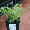 Heckenmyrte Moss Green 11 cm Topf