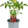 Historische Tomaten Solanum lycopersicum 12 cm Topf