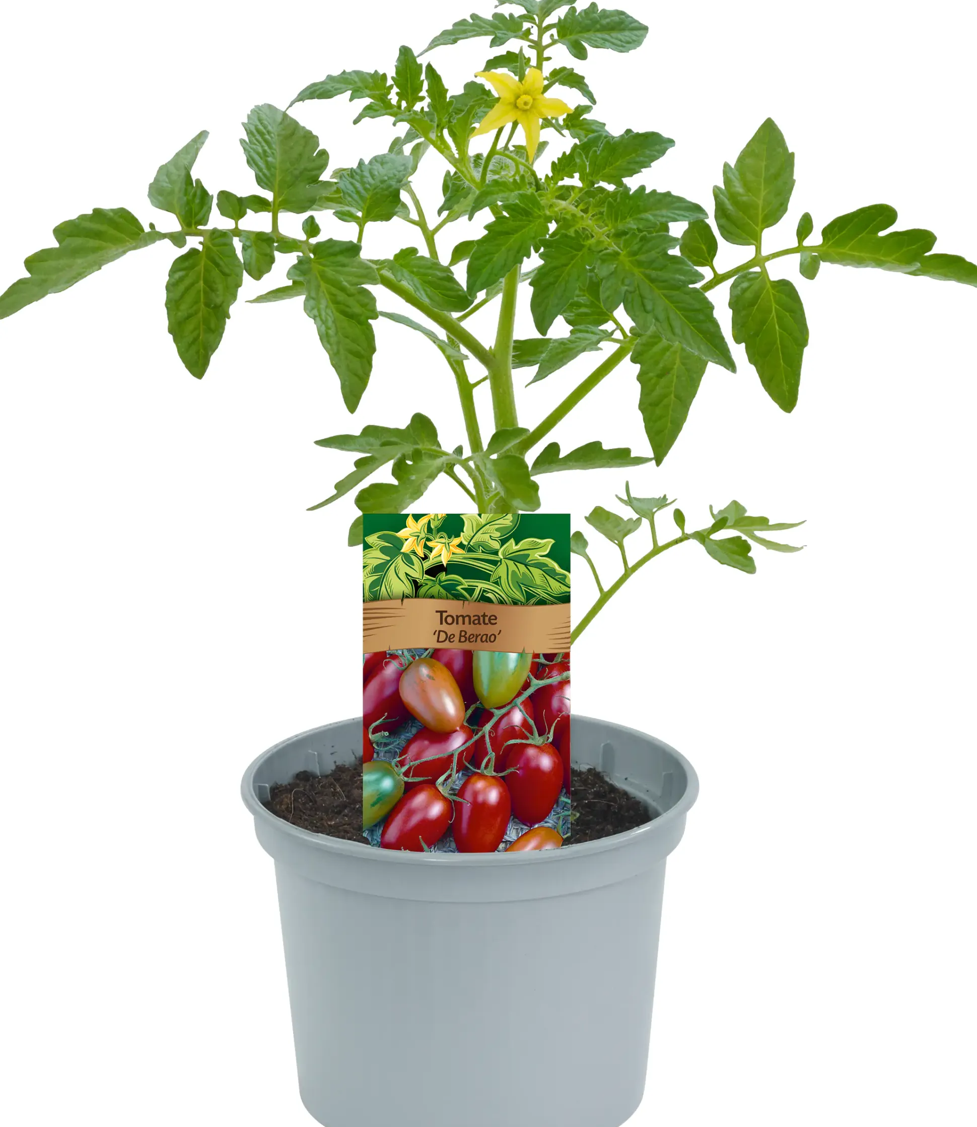 Historische Tomaten Solanum lycopersicum 12 cm Topf