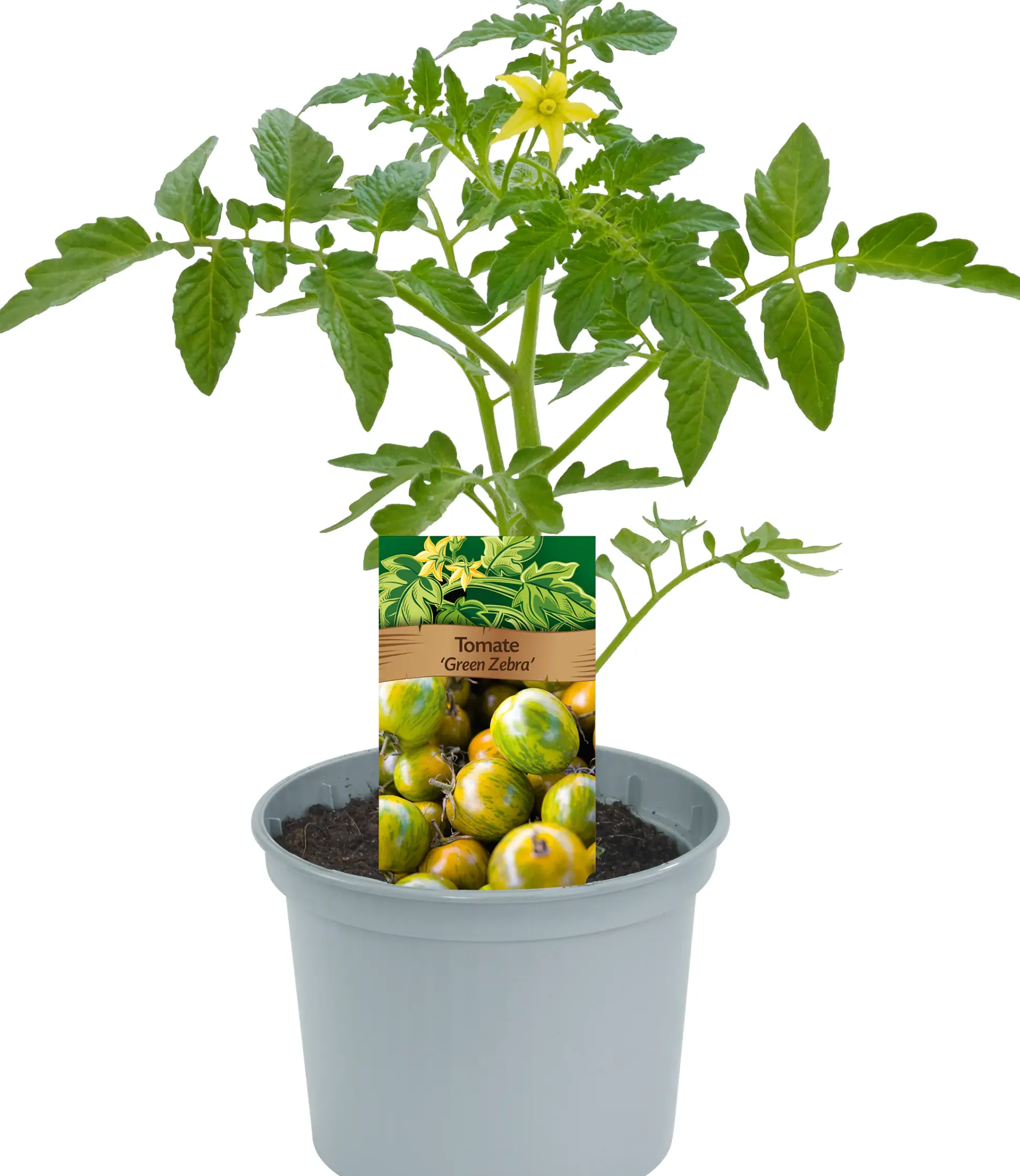 Historische Tomaten Solanum lycopersicum 12 cm Topf