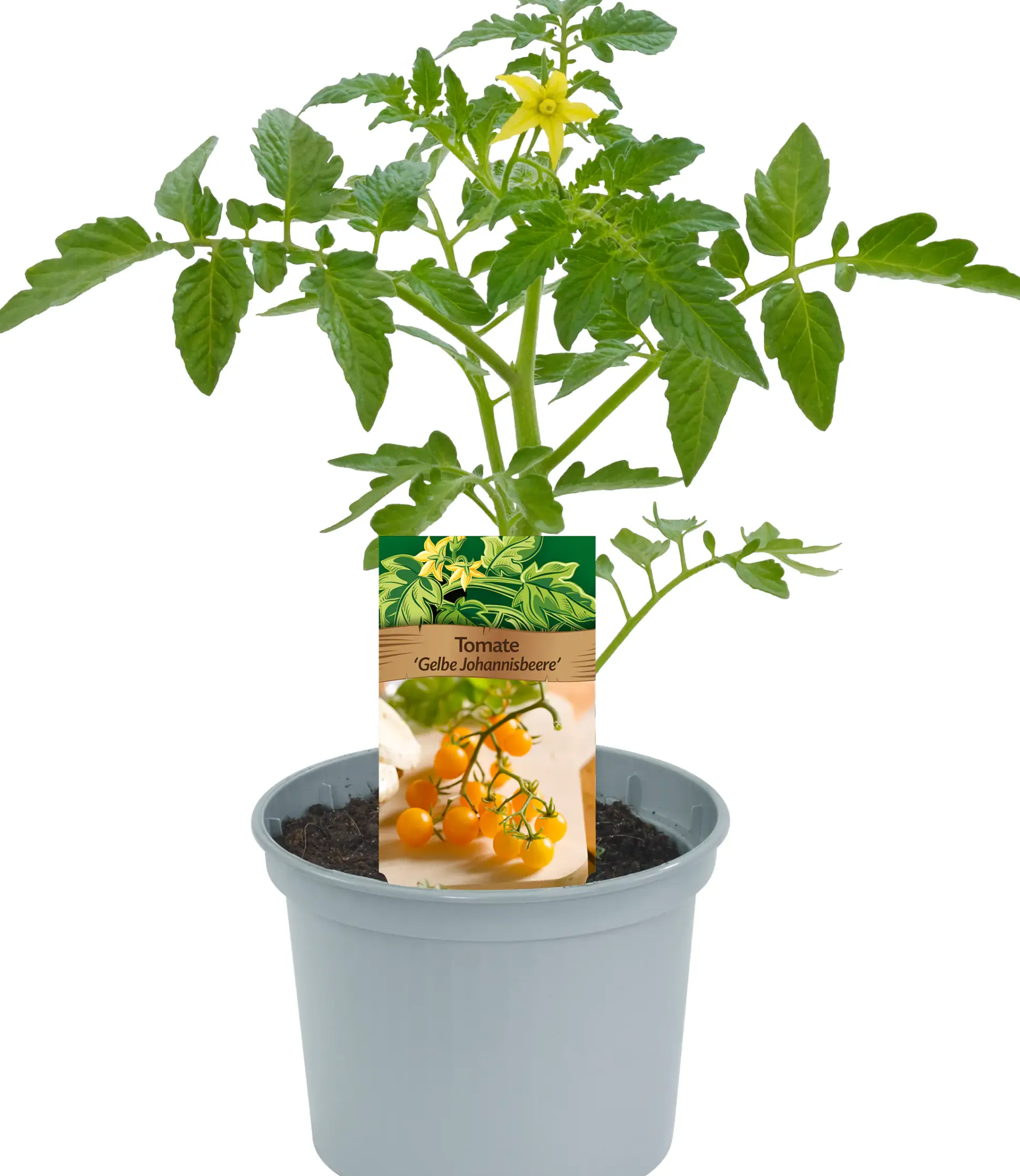 Historische Tomaten Solanum lycopersicum 12 cm Topf
