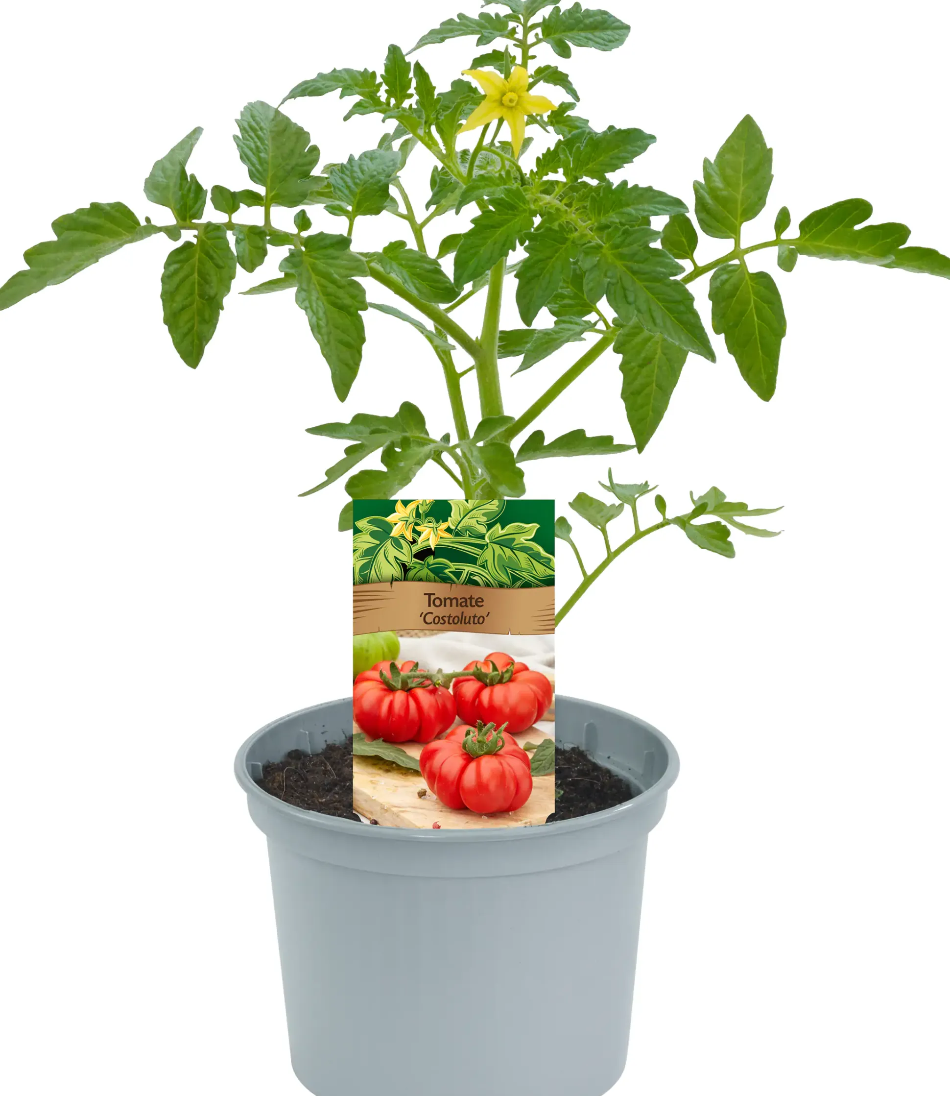 Historische Tomaten Solanum lycopersicum 12 cm Topf