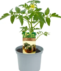 Historische Tomaten Solanum lycopersicum 12 cm Topf