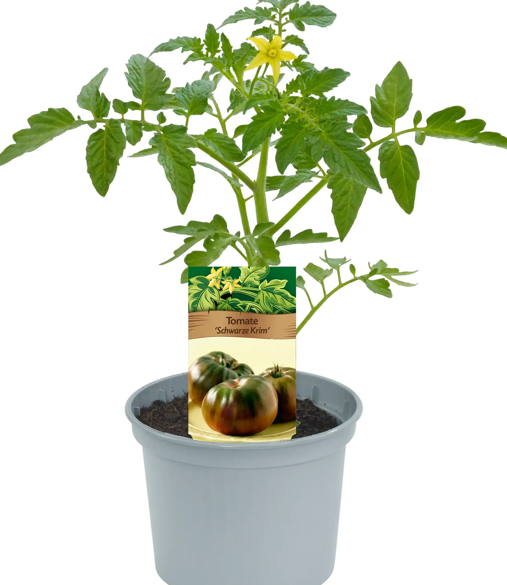 Historische Tomaten Solanum lycopersicum 12 cm Topf