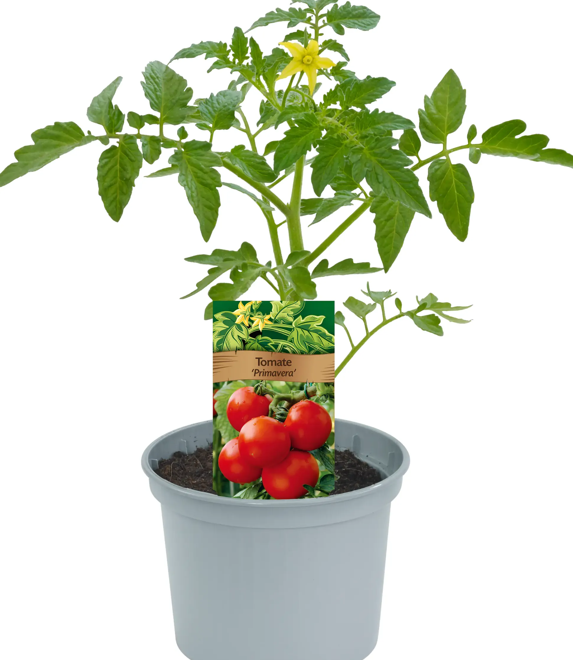 Historische Tomaten Solanum lycopersicum 12 cm Topf