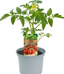 Historische Tomaten Solanum lycopersicum 12 cm Topf