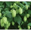 Hopfen 2 L Eckcontainer