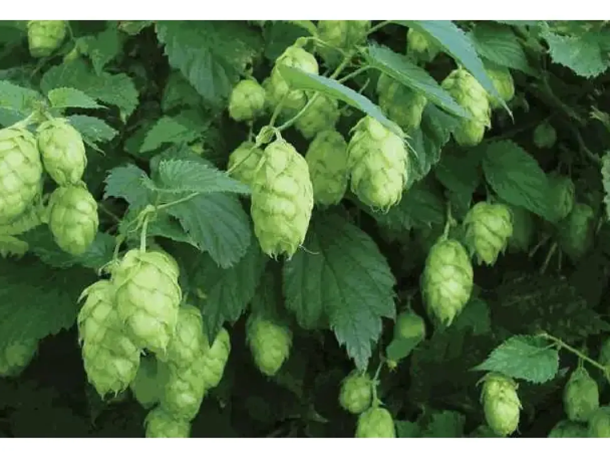 Hopfen 2 L Eckcontainer
