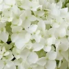 Hortensie 'Annabelle' 5 l Container