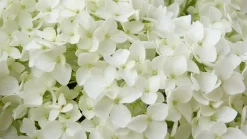 Hortensie 'Annabelle' 5 l Container