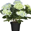Hortensie Hydrangea Ø 35 - 40 cm 13 cm Topf