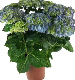 Hortensie Hydrangea Ø 35 - 40 cm 13 cm Topf
