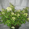 Hortensie 'Pinky Winky' 4 l Container