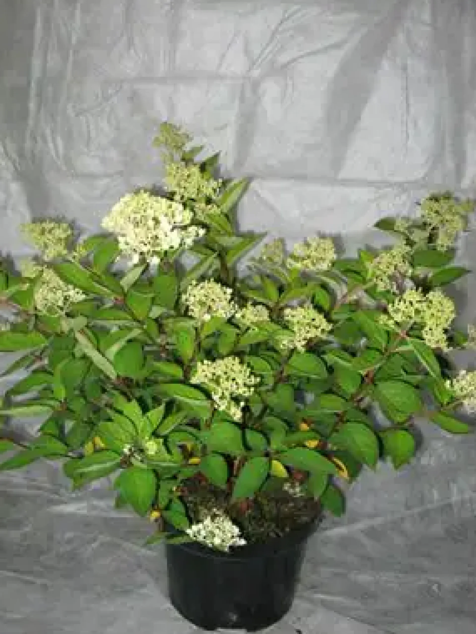 Hortensie 'Pinky Winky' 4 l Container