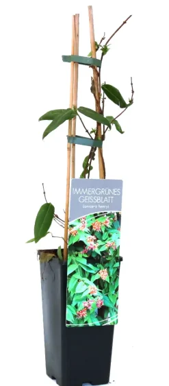 Immergrünes Geißblatt Lonicera henryi 2 L Eckcontainer