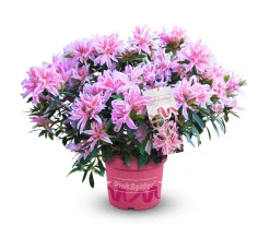 Japanische Azalee Rhododendron Pink Spider 20 - 30 cm hoch 17 cm Topf