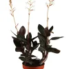 Juwelorchidee Ludisia discolor H ca. 25 cm 12 cm Topf
