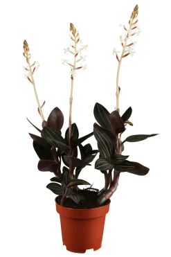 Juwelorchidee Ludisia discolor H ca. 25 cm 12 cm Topf
