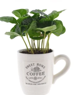 Kaffeepflanze Coffea Arabica 9 cm Topf