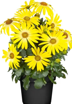 Kapkörbchen Osteospermum H 20 cm 10,5 cm Topf