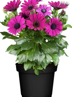 Kapkörbchen Osteospermum H 20 cm 10,5 cm Topf