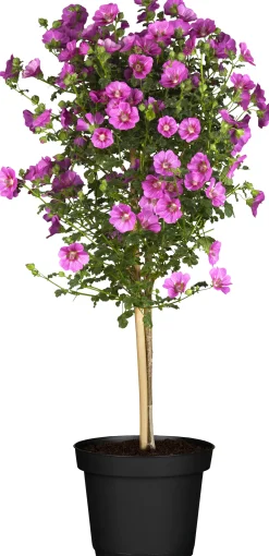 Kübelpflanze Hochstamm H ca 75 cm 19 cm Topf