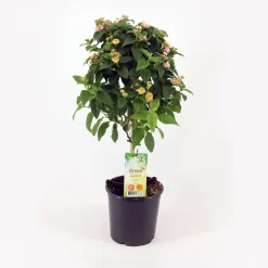 Kübelpflanze Hochstamm H ca 75 cm 19 cm Topf